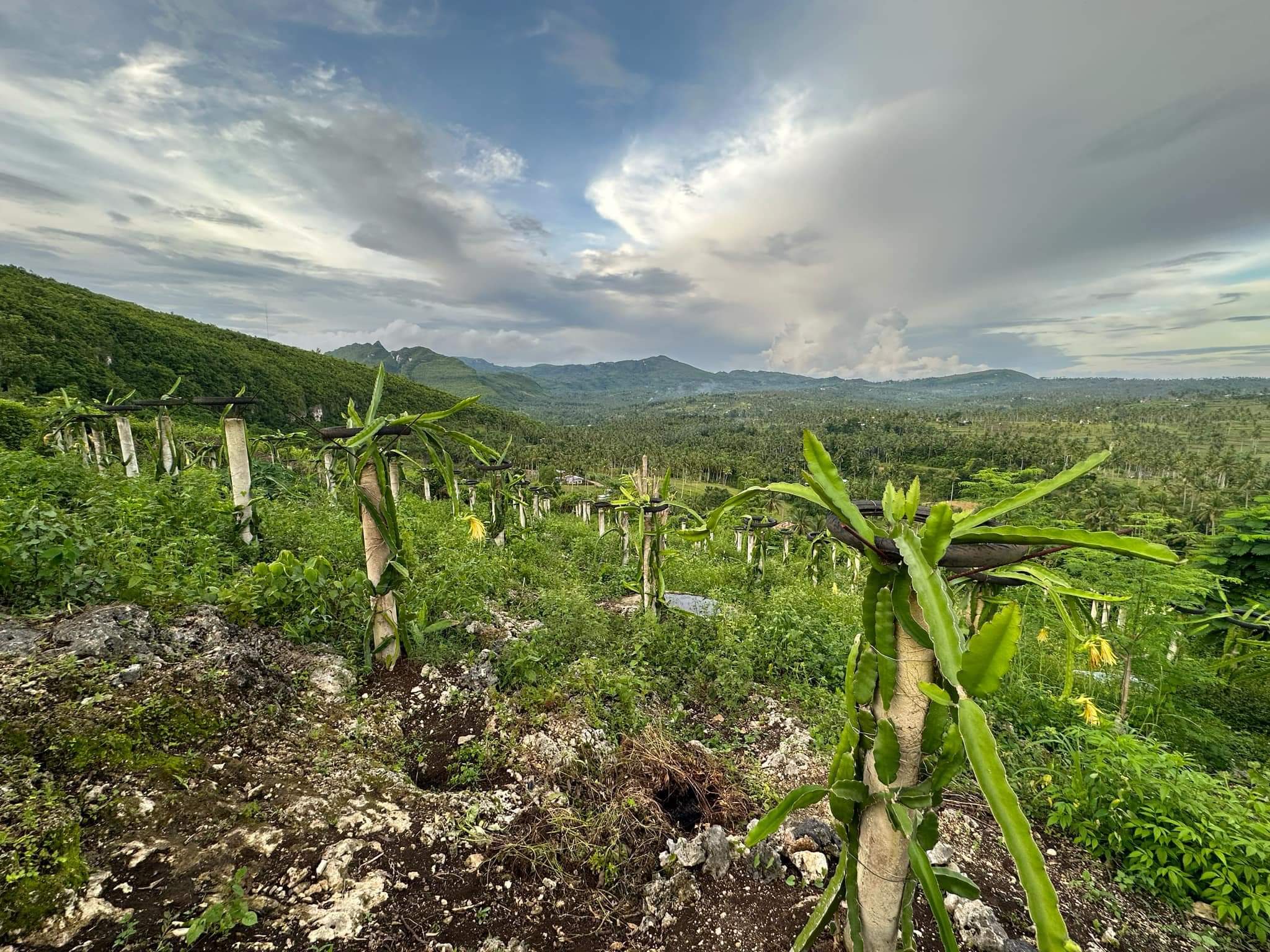 FOR SALE MOUNTAIN RESORT & DRAGON FRUIT FARM